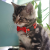 Cat Use Bowtie Cotton Cat Collar