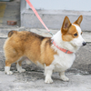 Bamboo Fiber with Cotton Webbing Pet Dog Collar Leash Set Eco-friendly