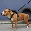 Adjustable H Shape Durable No Pull Nylon Neoprene Dog Harness