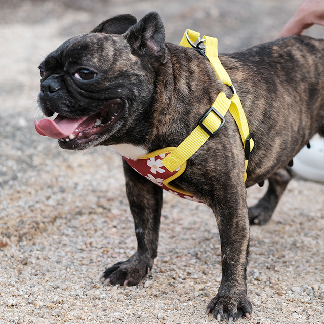 New Small Breed OEM Pattern No Pull Dog Harness