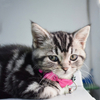 Cat Use Bowtie Cotton Cat Collar
