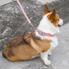 Bamboo Fiber with Cotton Webbing Pet Dog Collar Leash Set Eco-friendly