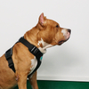 Anti-pull Thick Lining Reflective Dog Harness Adjustable