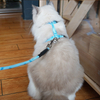 Mini Dog No Pull Cat Harness And Leash Set