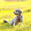 Sun Protection Fabric Space Mesh Dog Harness