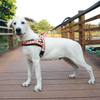 Personal OEM Pattern No Pull Dog Harness