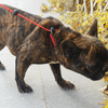 New Idea Training Dog Leash Combine with Polyester Webbing And Nylon Rope