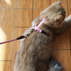 Mini Dog No Pull Cat Harness And Leash Set