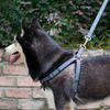 Reflective Pattern Nylon Neoprene Pet Dog Leash Night Use