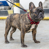 Cute Small Bulldog Bowtie Cotton Pet Dog Collar for Mini Breed