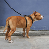 Adjustable H Shape Durable No Pull Nylon Neoprene Dog Harness