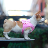 Female Small Dog Choice Diamond Velvet Dog Harness