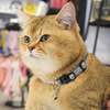 Comfortable Cotton Webbing Cat Collar with Little Bell