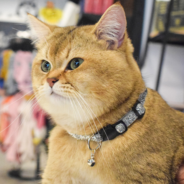 Comfortable Cotton Webbing Cat Collar with Little Bell