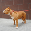Updated Reflective Rope Nylon Dog Leash P Shape Training Lead with New Design Metal Lock