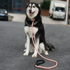 Reflective 1.0cm Diameter P Shape Polyester Nylon Pet Dog Rope Leash for Training Slip Dog Leash