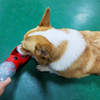 Portable Healthy Plastic Dog Bottle for Outdoor Use