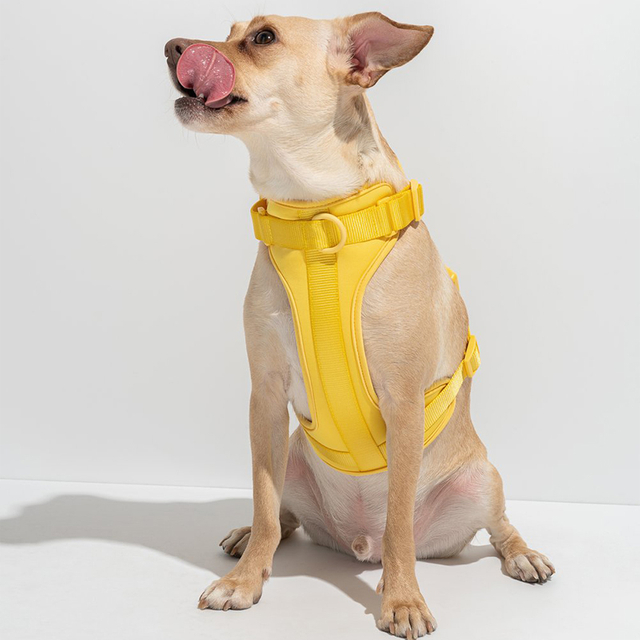 Luxury Macaron Colorful Dog Harness Adjustable Comfortable Padded