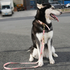 Customized OEM Pattern PVC TPU Pet Dog Collar Leash Set for Outdoor