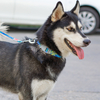 OEM Pattern Polyester Smooth Surface Dog Collar Leash Set