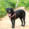 Bamboo Fiber with Cotton Light Dog Collar Harness Leash Set