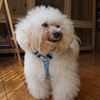 Mini Dog No Pull Cat Harness And Leash Set