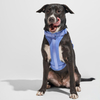 Luxury Macaron Colorful Dog Harness Adjustable Comfortable Padded
