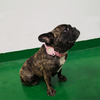 Tracking Collar Genuine Leather Pet Dog Collar with Air Tag GPS Holder