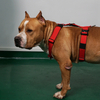H Shape Anti-pull Durable Nylon Neoprene Dog Harness for Training