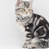 OEM Pattern Polyester Lovely Cat Collar 