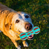 Natural Rubber Dog Toy with Sounder