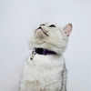 Comfortable Cotton Webbing Cat Collar with Little Bell