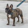 Breathable Mesh Cloth Design Pet Dog Collar Leash Set with Velcro Adjust Reflective Wires