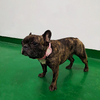 Tracking Collar Genuine Leather Pet Dog Collar with Air Tag GPS Holder