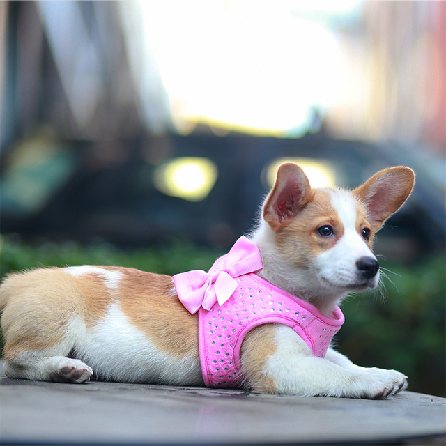 Female Small Dog Choice Diamond Velvet Dog Harness