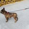 New Idea Training Dog Leash Combine with Polyester Webbing And Nylon Rope
